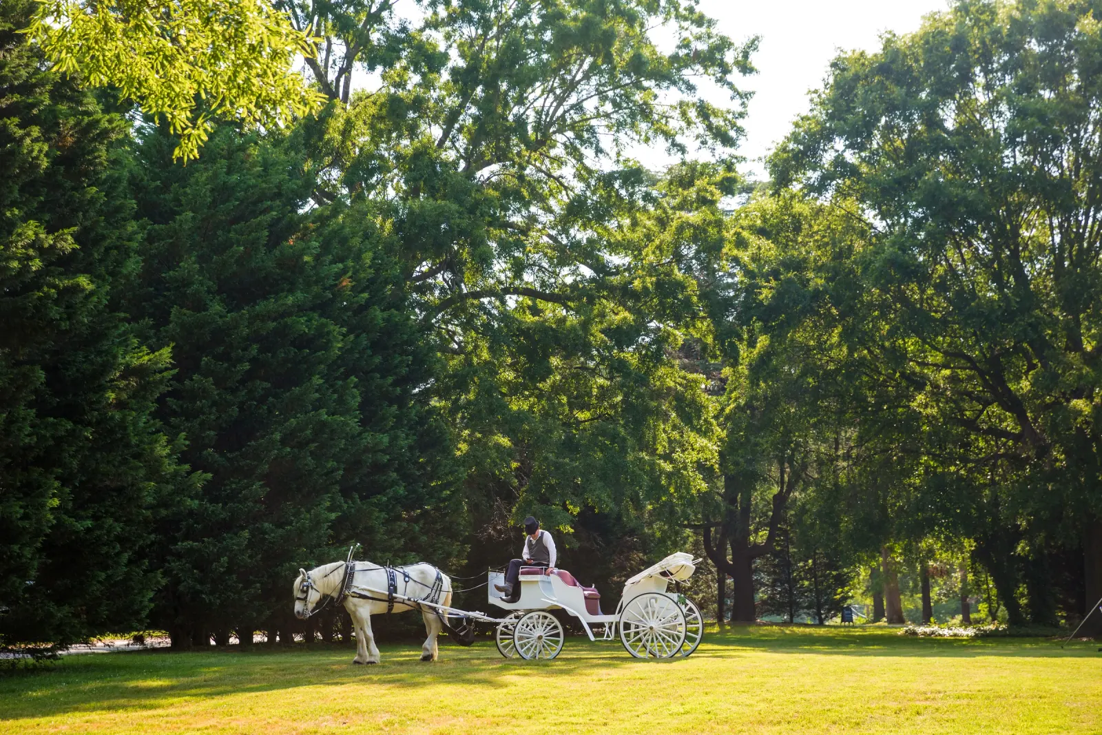 Horse-drawn carriage on a lawn beneath mature trees, photographed by Paul Mattson